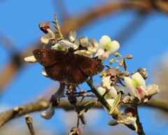 Ephyriades brunnea