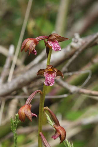 Oreorchis indica iNat (2)