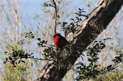 Cardinalis cardinalis