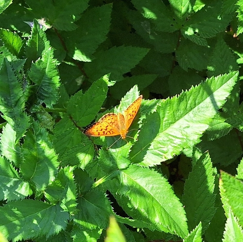 Lesser Marbled Fritillary