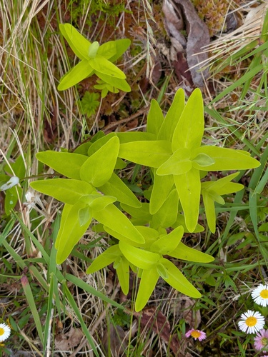 Hypericum foliosum, photograph 5