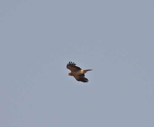 Booted Eagle