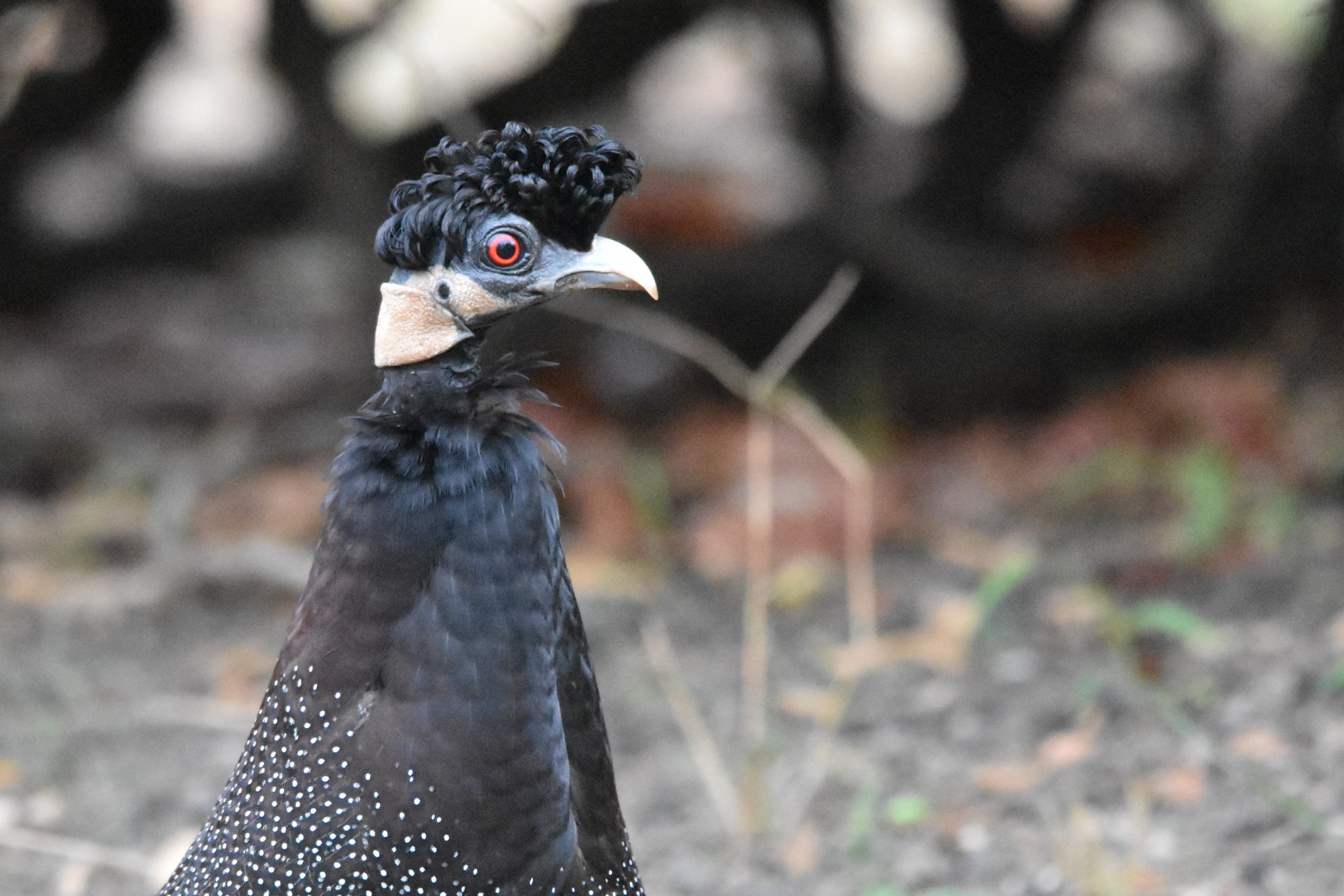 Southern Crested Guineafowl illustration