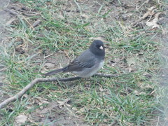 Junco hyemalis cismontanus