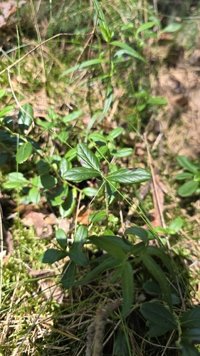 Lingonberry