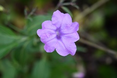 Ruellia breedlovei