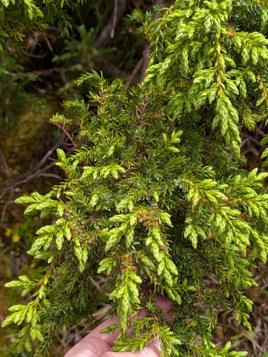 Juniperus brevifolia