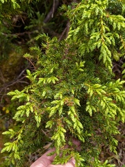 Juniperus brevifolia