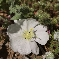 Oenothera wigginsii