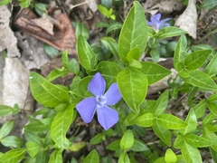Vinca minor