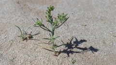 Johnstonella costata