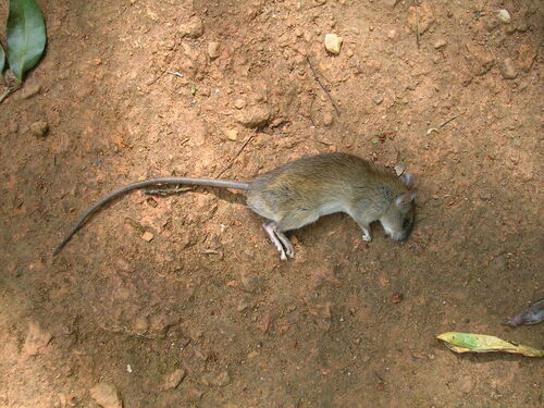 Sahyadris Forest Rat