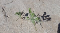 Johnstonella costata