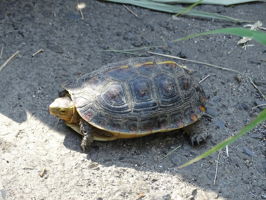 セマルハコガメ