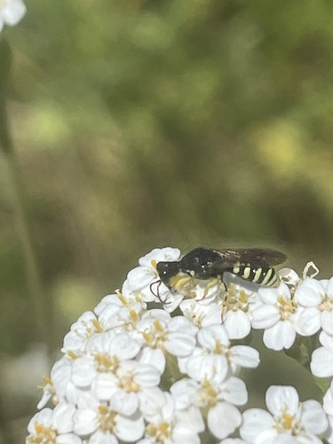Lestica clypeata