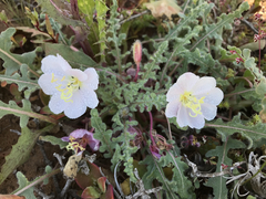 Oenothera wigginsii