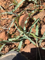 Chlorogalum grandiflorum