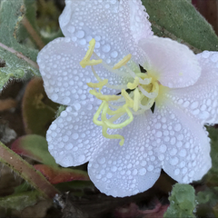 Oenothera wigginsii