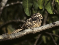 Hydropsalis climacocerca