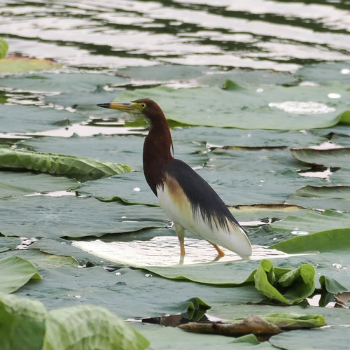 Chinese Pond-Heron