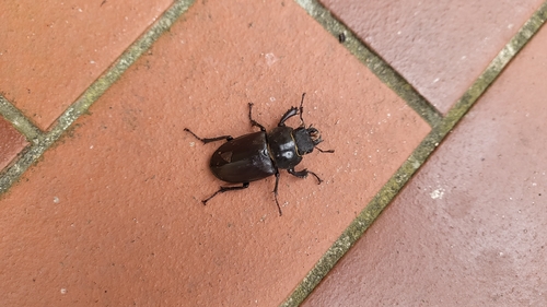 European Stag Beetle