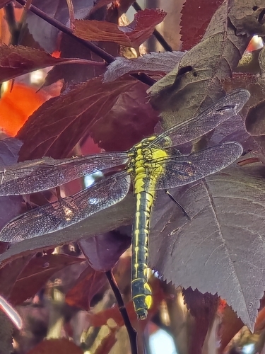 Common Clubtail