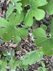 Sanguinaria canadensis