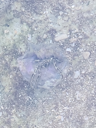 Clibanarius eurysternus observed 2026-06-20