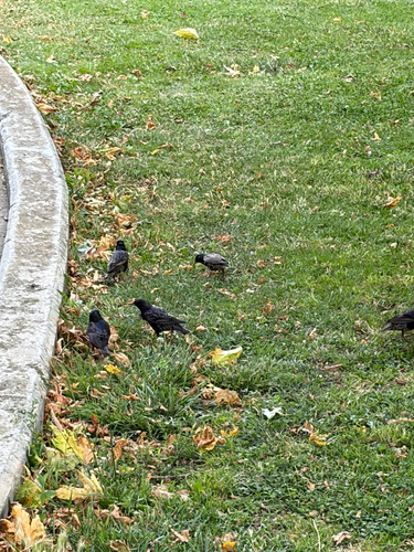 European Starling