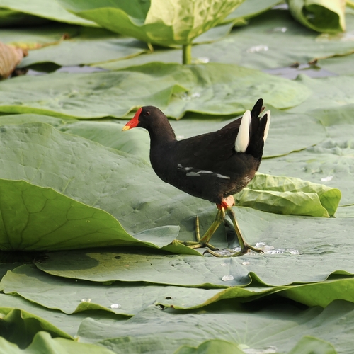 Eurasian Moorhen