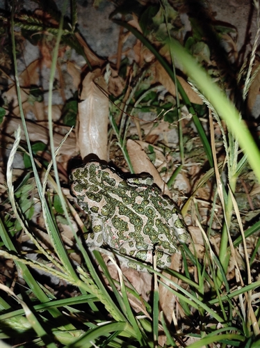 Green Toad