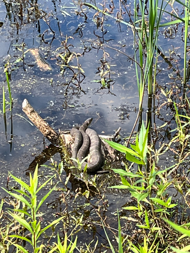 Northern Water Snake