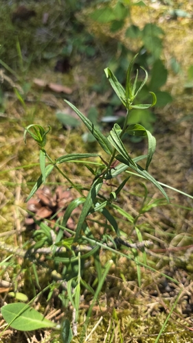 Common Cow-wheat