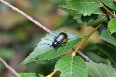 Monocesta ducalis