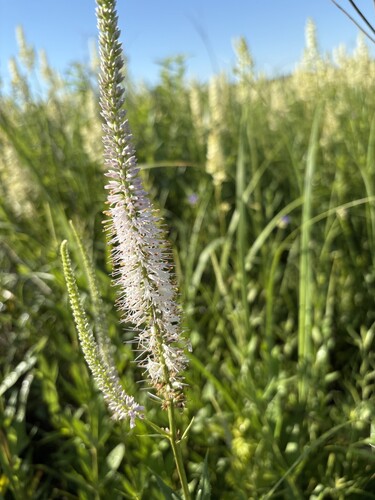 Culver's root