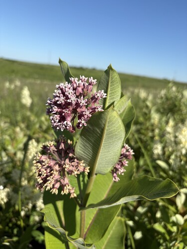 common milkweed