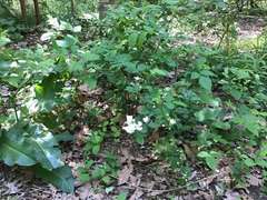 Rubus