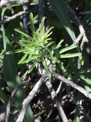 Calystegia stebbinsii