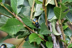 Monocesta ducalis