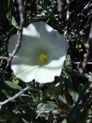 Calystegia stebbinsii