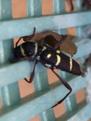 Clytus