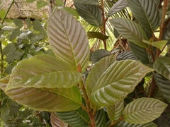 Ficus velutina