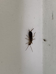 Forficula auricularia
