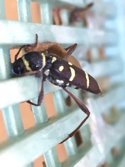 Clytus