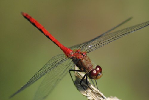 Ruby Meadowhawk photo 6