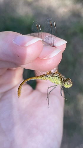 Southern Darter