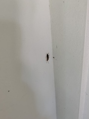 Forficula auricularia