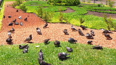 Columba livia domestica