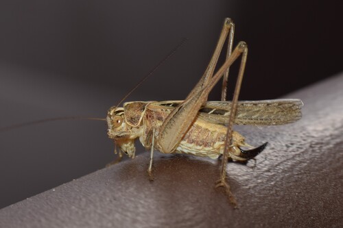 Brown-spotted Bush-cricket