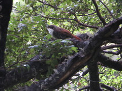 Pygarrhichas albogularis